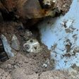 Cachorro é resgatado após 19 horas sob escombros de um muro que desabou em SC