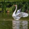 Cisnes: elegância, força e curiosidades sobre uma das aves mais belas do mundo