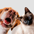 Clínica Veterinária do IBMR, na Barra, promove campanha de vacinação a preços populares