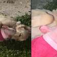 Porquinha resgatada de chiqueiro cria laço com golden retriever e vídeo viraliza nas redes
