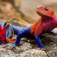 Conheça o lagarto africano que parece usar o uniforme do Homem-Aranha