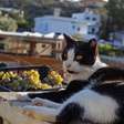 Morar na Grécia para cuidar de gatos: esta ilha oferece casa, café da manhã e 5 horas de trabalho com felinos