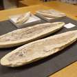 Os fósseis brasileiros guardados em museu britânico que voltarão ao país para recompor acervo do Museu Nacional destruído em incêndio