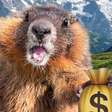Cientistas criam OnlyFans de marmotas para financiar pesquisa