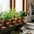 Monte um jardim de chás em casa: 5 plantas que crescem em vasos e deixam a cozinha sempre perfumada
