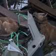Cachorrinha é resgatada em escombros às margens de rio após enchente no RS: 'Já não tinha mais forças'