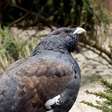Na Espanha, apenas 1 de 30 aves ameaçadas de extinção sobrevive no habitat natural após criação em cativeiro