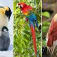As aves com as plumagens mais impressionantes da natureza