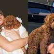 Poodle Toy da Bruna Marquezine é a segunda raça mais inteligente do mundo