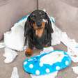 5 sinais de ansiedade em cachorros e como ajudar seu pet