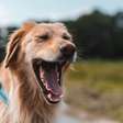 Por que os cachorros bocejam tanto? Entenda o que esse comportamento pode revelar