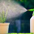 Borrifar água nas plantas faz bem? Entenda quando a prática ajuda ou não