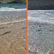 Cerca de 60 filhotes de tubarão-limão são vistos em praia de Fernando de Noronha