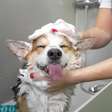 Banho em pets no inverno: cuidados essenciais para mantê-los saudáveis