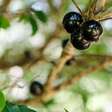 Pesquisa detalha riqueza nutricional de 19 frutos brasileiros