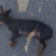 Filho denuncia o próprio pai por maus-tratos a cachorro e leva o animal morto até a Polícia
