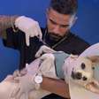 'Encantador de feras': veterinário viraliza ao acalmar cães agressivos sem sedação com dança