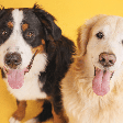 Nomes combinando: 10 opções perfeitas para dois cachorros
