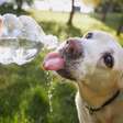 Como proteger os pets dos efeitos climáticos do El Niño? Entenda