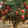 4 árvores frutíferas que você não deve ter no pomar ou jardim de sua casa; nós explicamos por quê