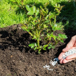 Nem adubo caro faz isso: bicarbonato pode transformar suas plantas de casa