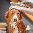 Dicas práticas para manter seu cachorro sempre cheiroso e saudável