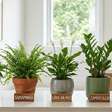 Plantas no banheiro fazem bem? 10 espécies que deixam o ambiente mais agradável