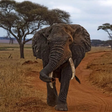 Colocaram um GPS em um elefante para ver onde ele estava indo; 2 anos depois, ele desenhou um mapa que surpreendeu os cientistas