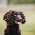 Cão d'água americano: conheça as características do cachorro dessa raça