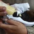 Porto Alegre terá contrato inédito de rede de clínicas veterinárias para tratamento de animais silvestres