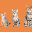 Idade do gato: saiba em qual fase da vida está o seu pet