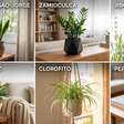 Quer mais bem-estar em casa? 12 plantas fáceis de cuidar para ter no apartamento