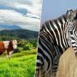 Cientistas pintaram vacas pretas com listras brancas para repelir pragas e descobriram que o padrão zebrado é um repelente natural