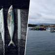 Em 2001, um iate buscou refúgio em uma ilha remota do Atlântico: dias depois, seus habitantes estavam empanando peixes com cocaína