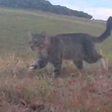 Gato selvagem que matou dezenas de aves raras é capturado após 3 anos de perseguição