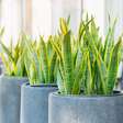 Conheça a planta que produz oxigênio enquanto você dorme