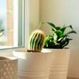 Luz direta, difusa ou meia-sombra? Entenda como escolher o lugar ideal para cada planta