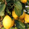 Veja 4 árvores frutíferas que você pode cultivar em vasos