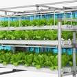 Que soluções de agricultura urbana podem reduzir o impacto climático?