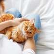 Adotar um gato: benefícios, cuidados e responsabilidades