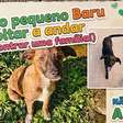 A emocionante história de Baru: um filhote em busca de uma nova chance