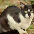 Cinco gatos levados a uma ilha para combater ratos causaram desastre ambiental