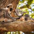 Macacos também têm animais de estimação: o mundo da amizade entre espécies