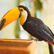 Tucanos: 7 curiosidades sobre essas aves coloridas