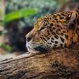 Como o inverno muda a fauna brasileira?
