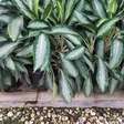 Plantas de Proteção: Beleza, Significados e Como Cuidar