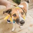Fita amarela na coleira do cachorro: veja o que o acessório sinaliza