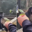 Macaco-prego é filmado sendo agredido por visitante dentro de parque ecológico em SC