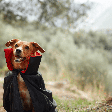 Saga Crepúsculo: veja 10 nomes para cachorro inspirados nos personagens