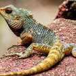 O que significa sonhar com lagarto? Terapeuta explica a mensagem do subconsciente